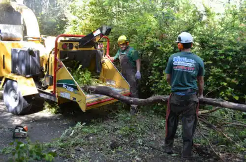 tree services Jacksons' Gap